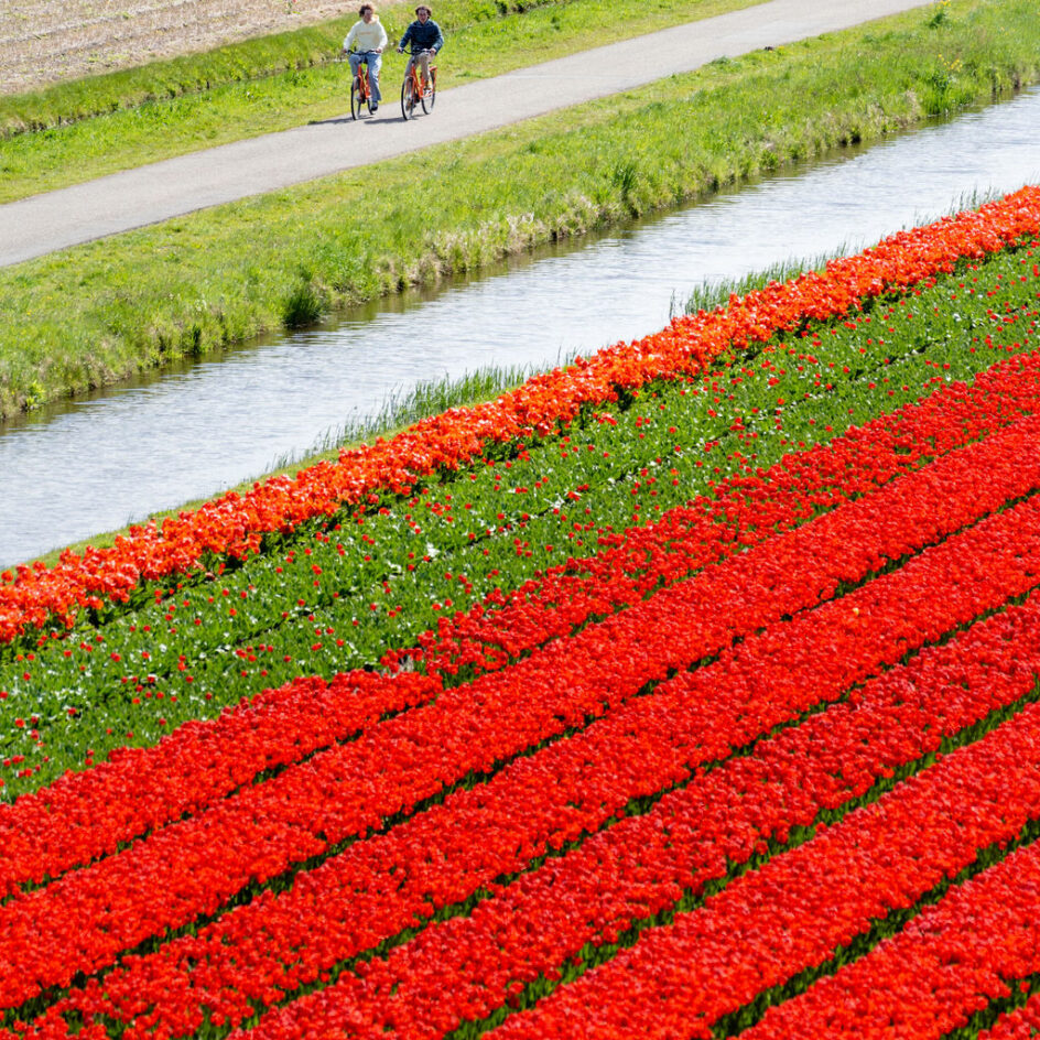 Red tulip field from above